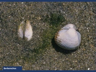 Berberechos
 