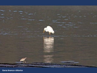 Garza branca e bilurico
 