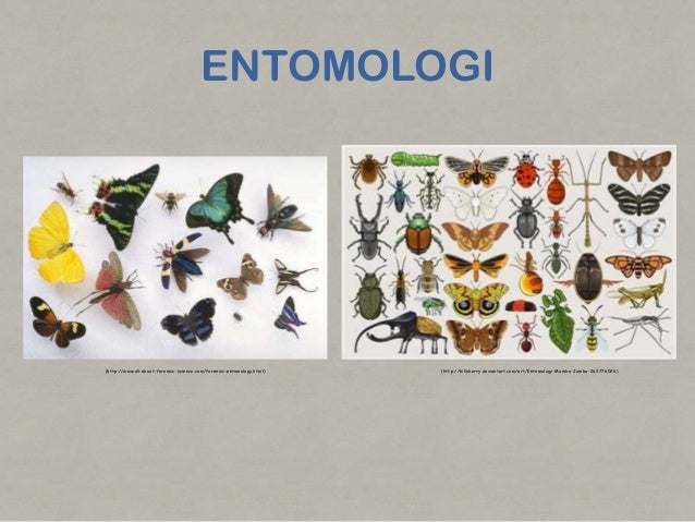 Cabang cabang ilmu biologi