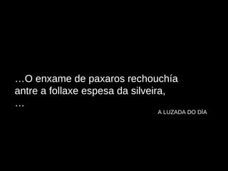 … O enxame de paxaros rechouchía antre a follaxe espesa da silveira, …   A LUZADA DO DÍA 