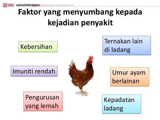 Cabaran penyakit ayam dan kawalan berkesan