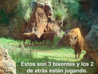 Estos son 3 bisontes y los 2 de atrás están jugando. 