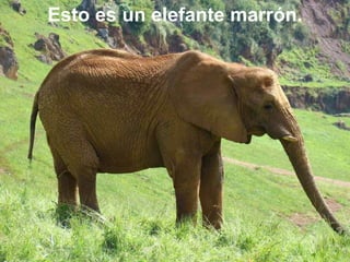 Esto es un elefante marrón. 