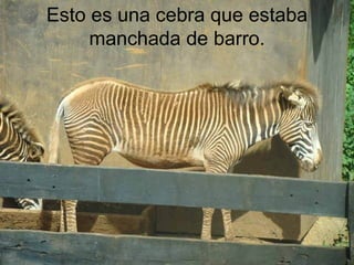 Esto es una cebra que estaba manchada de barro. 