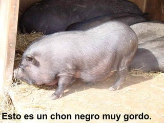 Esto es un chon negro muy gordo. 