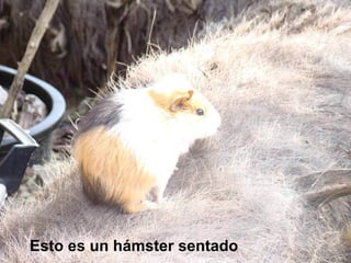 Esto es un hámster sentado   