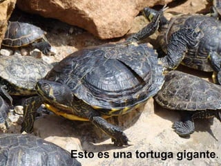 Esto es una tortuga   gigante . 