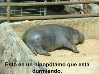 Esto es un hipopótamo que esta durmiendo. 