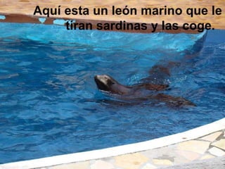 Aquí esta un león marino que le tiran sardinas y las coge.  