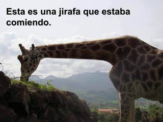 Esta es una jirafa que estaba comiendo. 