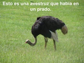 Esto es una avestruz que había en un prado. 