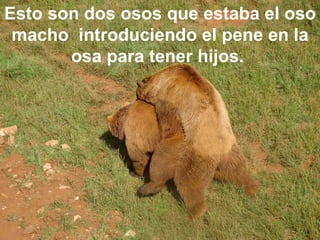 Esto son dos osos que estaba el oso macho  introduciendo el pene en la osa para tener hijos.   