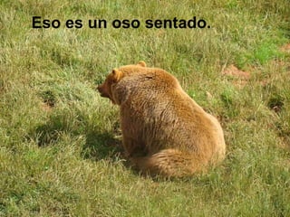 Eso es un oso sentado.   