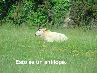 Esto es un antílope. 