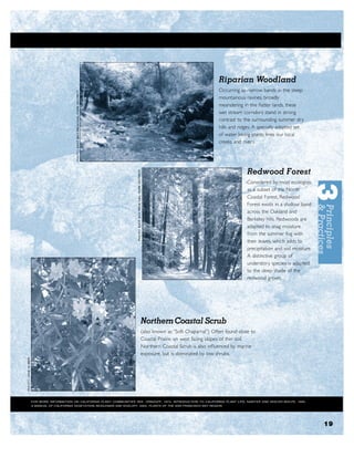 Riparian Woodland
                                                                                                    Occurring as narrow bands in the steep
                                                                                                    mountainous ravines, broadly
                                                                                                    meandering in the ﬂatter lands, these
                                                                                                    wet stream corridors stand in strong
                                                                                                    contrast to the surrounding summer dry
                                                                                                    hills and ridges. A specially adapted set
                                                                                                    of water loving plants lines our local
                                                                                                    creeks and rivers.




                                                                                                                 Redwood Forest
                                                                                                                 Considered by most ecologists
                                                                                                                 as a subset of the North
                                                                                                                 Coastal Forest, Redwood
                                                                                                                 Forest exists in a shallow band
                                                                                                                 across the Oakland and
                                                                                                                 Berkeley hills. Redwoods are
                                                                                                                 adapted to snag moisture
                                                                                                                 from the summer fog with
                                                                                                                 their leaves, which adds to
                                                                                                                 precipitation and soil moisture.
                                                                                                                 A distinctive group of
                                                                                                                 understory species is adapted
                                                                                                                 to the deep shade of the
                                                                                                                 redwood groves.




                                                          Northern Coastal Scrub
                                                          (also known as “Soft Chaparral”) Often found close to
                                                          Coastal Prairie on west facing slopes of thin soil.
                                                          Northern Coastal Scrub is also inﬂuenced by marine
                                                          exposure, but is dominated by low shrubs.




FOR MORE INFORMATION ON CALIFORNIA PLANT COMMUNITIES SEE: ORNDUFF, 1974, INTRODUCTION TO CALIFORNIA PLANT LIFE; SAWY ER AND KEELER -WOLFE, 1995,
A MANUAL OF CALIFORNIA VEGETATION; BEIDLEMAN AND KOZLOFF, 2003, PLANTS OF THE SAN FRANCISCO BAY REGION.




                                                                                                                                                    19
 