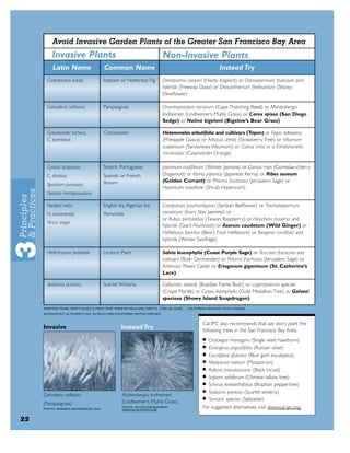 Avoid Invasive Garden Plants of the Greater San Francisco Bay Area
         Invasive Plants                                                 Non-Invasive Plants
          Latin Name                   Common Name                                                      Instead Try
       Carpobrotus edulis              Iceplant or Hottentot Fig         Delosperma cooperi (Hardy Iceplant) or Osteospermum fruticsum and
                                                                         hybrids (Freeway Daisy) or Drosanthemum ﬂoribundum (Showy
                                                                         Dewﬂower)

       Cortaderia selloana             Pampasgrass                       Chondropetalum tectorum (Cape Thatching Reed) or Muhlenbergia
                                                                         lindheimeri (Lindheimer’s Muhly Grass) or Carex spissa (San Diego
                                                                         Sedge) or Nolina bigelovii (Bigelow’s Bear Grass)

       Cotoneaster lacteus,            Cotoneaster                       Heteromeles arbutifolia and cultivars (Toyon) or Feijoa sellowiana
       C. pannosus                                                       (Pineapple Guava) or Arbutus unedo (Strawberry Tree) or Viburnum
                                                                         suspensum (Sandankwa Viburnum) or Cistrus mitis or x Citrofortunella
                                                                         microcarpa (Calamondin Orange)

       Cytisus scoparius,              Scotch, Portuguese,               Jasminum nudiﬂorum (Winter Jasmine) or Cornus mas (Cornelian-cherry
       C. striatus,                    Spanish or French                 Dogwood) or Kerria japonica (Japanese Kerria) or Ribes aureum
                                       Broom                             (Golden Currant) or Phlomis fructicosa (Jerusalem Sage) or
       Spartium junceum,
                                                                         Hypericum rowallane (Shrub Hypericum)
       Genista monspessulana

       Hedera helix,                   English Ivy, Algerian Ivy,        Campanula poscharskyana (Serbian Bellﬂower) or Trachelospermum
       H. canariensis,                 Periwinkle                        asiasticum (Ivory Star Jasmine) or
                                                                         or Rubus pentalobus (Taiwan Raspberry) or Heuchera maxima and
       Vinca major
                                                                         hybrids (Giant Alumroot) or Asarum caudatum (Wild Ginger) or
                                                                         Helleborus foetidus (Bear’s Foot Hellebore) or Bergenia cordifolia and
                                                                         hybrids (Winter Saxifrage)

       Helichrysum petiolare           Licorice Plant                    Salvia leucophylia (Coast Purple Sage) or Te u c rium fructicans and
                                                                         cultivars (Bush Germander) or Phlomis fructicosa (Jerusalem Sage) or
                                                                         Artemisia ‘Powis Castle’ or Eriogonum giganteum (St. Catherine’s
                                                                         Lace)

       Sesbania punicea                Scarlet Wisteria                  Calliandra tweedii (Brazilian Flame Bush) or Lagerstroemia species
                                                                         (Crape Myrtle) or Cassia leptophylla (Gold Medallion Tree) or Galvezi
                                                                         speciosa (Showy Island Snapdragon)
     ADAPTED FROM: DON’T PLANT A PEST! GIVE THEM AN INCH AND THEY’LL TAKE AN ACRE...., CALIFORNIA INVASIVE PEST COUNCIL

     SU GGESTED ALTERNA TI VES I N BOLD ARE CALIFORNIA NATIVE SPECIES.



                                                                                              Cal-IPC also recommends that we don’t plant the
     Invasive                                   Instead Try                                   following trees in the San Francisco Bay Area.
                                                                                              ■   Crataegus monogyna (Single seed hawthorn)
                                                                                              ■   Elaeagnus angustifolia (Russian olive)
                                                                                              ■   Eucalyptus glubulus (Blue gum eucalyptus)
                                                                                              ■   Myoporum laetum (Myoporum)
                                                                                              ■   Robinia pseudoacacia (Black locust)
                                                                                              ■   Sapium sebiferum (Chinese tallow tree)
                                                                                              ■   Schinus terebinthifolius (Brazilian peppertree)
                                                                                              ■   Sesbania punicea (Scarlet wisteria)
     Cortaderia selloana                         Muhlenbergia lindheimeri
                                                                                              ■   Tamarix species (Saltcedar)
     (Pampasgrass)                               (Lindheimer’s Muhly Grass)
     PHOTO: BRIANNA RICHARDSON, 2003
                                                 PHOTO: BLUESTEM NURSERY,
                                                 WWW.BLUESTEM.COM
                                                                                              For suggested alternatives, visit www.cal-ipc.org.

22
 