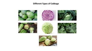 Different Types of Cabbage
 