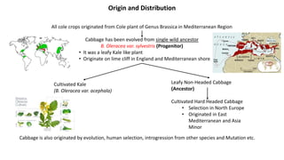 Origin and Distribution
All cole crops originated from Cole plant of Genus Brassica in Mediterranean Region
Cabbage has been evolved from single wild ancestor
B. Oleracea var. sylvestris (Progenitor)
• It was a leafy Kale like plant
• Originate on lime cliff in England and Mediterranean shore
Cultivated Kale
(B. Oleracea var. acephala)
Leafy Non-Headed Cabbage
(Ancestor)
Cultivated Hard Headed Cabbage
• Selection in North Europe
• Originated in East
Mediterranean and Asia
Minor
Cabbage is also originated by evolution, human selection, introgression from other species and Mutation etc.
 
