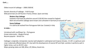 Cont.….
Oldest record of cabbage: – 2000-2500 BC
Genetic diversity of cabbage: - N-W Europe
Wild perennials are still found in France, Britain, Spain and Italy
Modern Day Cabbage
Evolved in Germany by selection around 1150 AD then moved to England.
Both red and white cabbage were known and cultivated in Germany at around 14th cent.
Savoy Cabbage
It is said to be evolved from Portuguese Kale (var. Costata) in Italy
In India: -
Introduced with cauliflower by – Portuguese
Grown extensively – Mughal Period
Became popular – British Era
Cabbage is originally a temperate crop but well adapted in subtropical and tropical climates. 15-20˚c is optimum and
crop is adversely affected above 25˚c but with the development of several OP and Hybr. varieties it performs well in
higher temp. such as 30-35˚c also.
Major growing states are WB, Bihar, UP, Odissa, Assam etc.
 