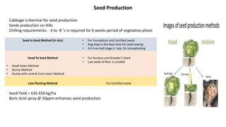 Seed Production
Cabbage is biennial for seed production
Seeds production on Hills
Chilling requirements: -3 to -8 ˚c is required for 6 weeks period of vegetative phase
Seed to Seed Method (in situ) • For Foundation and Certified seeds
• Aug-Sept is the best time for seed sowing
• 4-6 true leaf stage is imp. for transplanting
Head To Seed Method
• Head Intact Method
• Stump Method
• Stump with central Core intact Method
• For Nucleus and Breeder’s Seed
• Last week of Nov. is suitable
Late Planting Method For Certified seeds
Seed Yield = 635-650 kg/ha
Boric Acid spray @ 50ppm enhances seed production
 