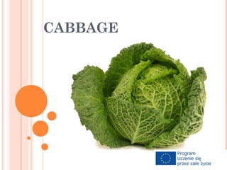 Cabbage | PPT