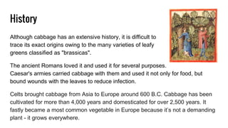 Cabbage | PPTX