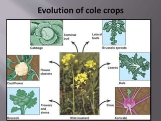 Cabbage (Brassica oleracea var.capitata) | PPTX