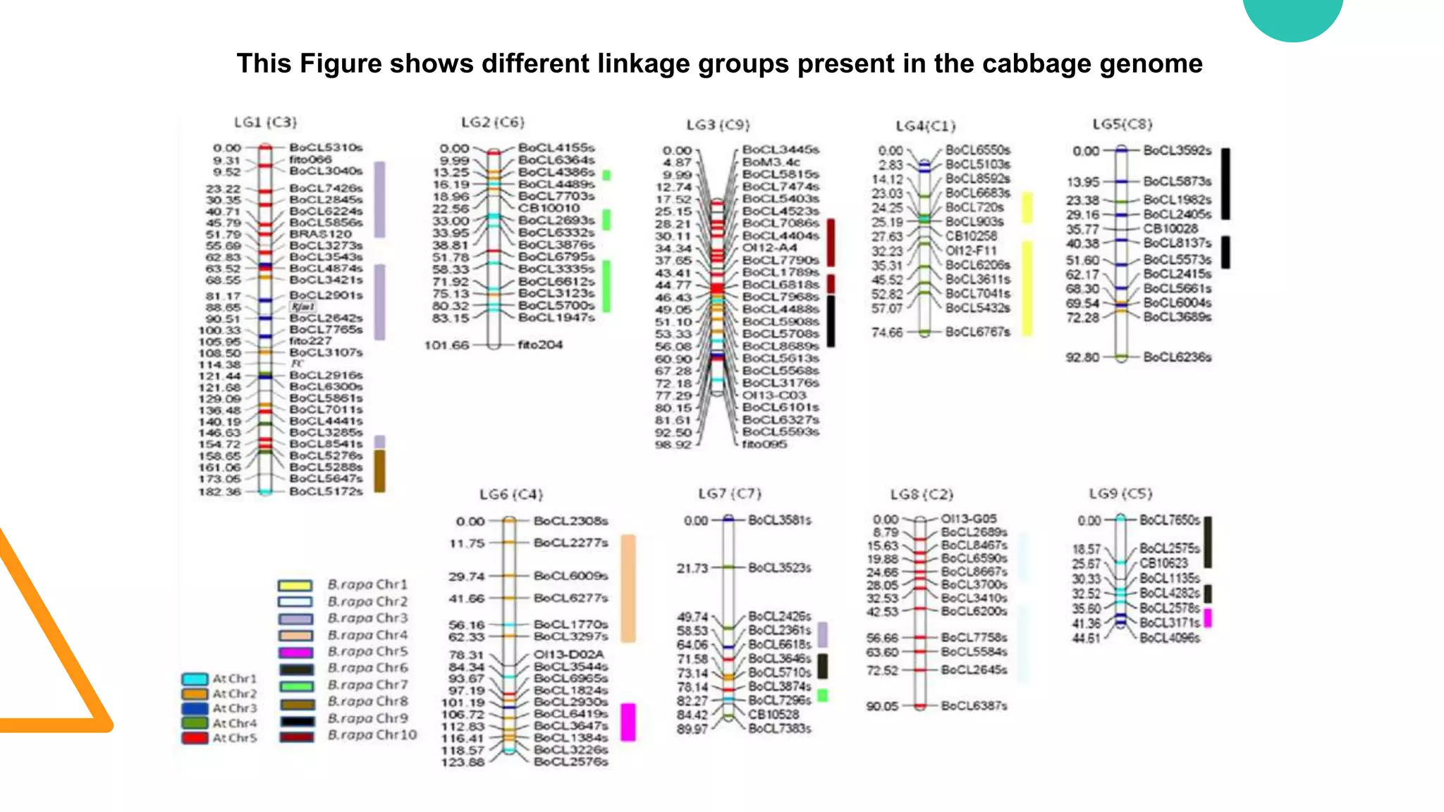 This Figure shows different linkage groups present in the cabbage genome
 