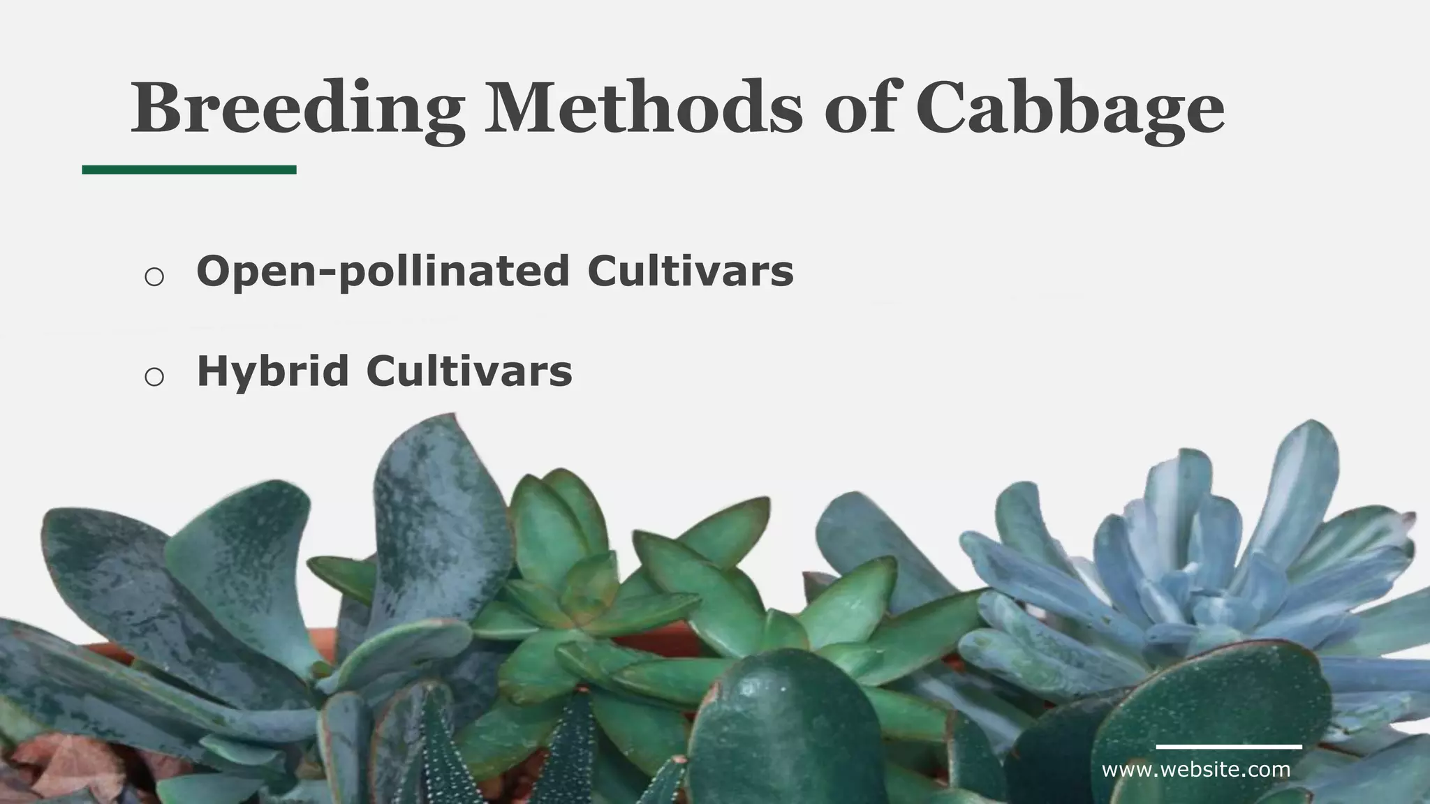 www.website.com
Breeding Methods of Cabbage
o Open-pollinated Cultivars
o Hybrid Cultivars
 