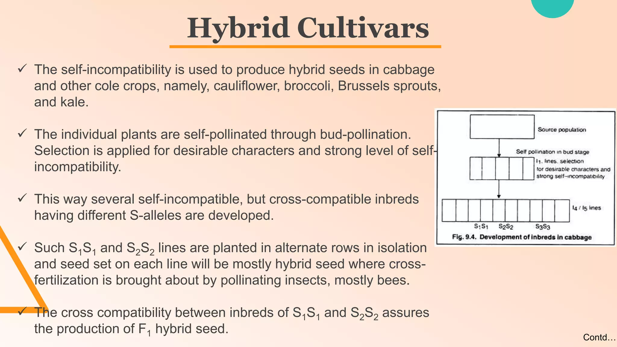  The self-incompatibility is used to produce hybrid seeds in cabbage
and other cole crops, namely, cauliflower, broccoli, Brussels sprouts,
and kale.
 The individual plants are self-pollinated through bud-pollination.
Selection is applied for desirable characters and strong level of self-
incompatibility.
 This way several self-incompatible, but cross-compatible inbreds
having different S-alleles are developed.
 Such S1S1 and S2S2 lines are planted in alternate rows in isolation
and seed set on each line will be mostly hybrid seed where cross-
fertilization is brought about by pollinating insects, mostly bees.
 The cross compatibility between inbreds of S1S1 and S2S2 assures
the production of F1 hybrid seed.
Hybrid Cultivars
Contd…
 