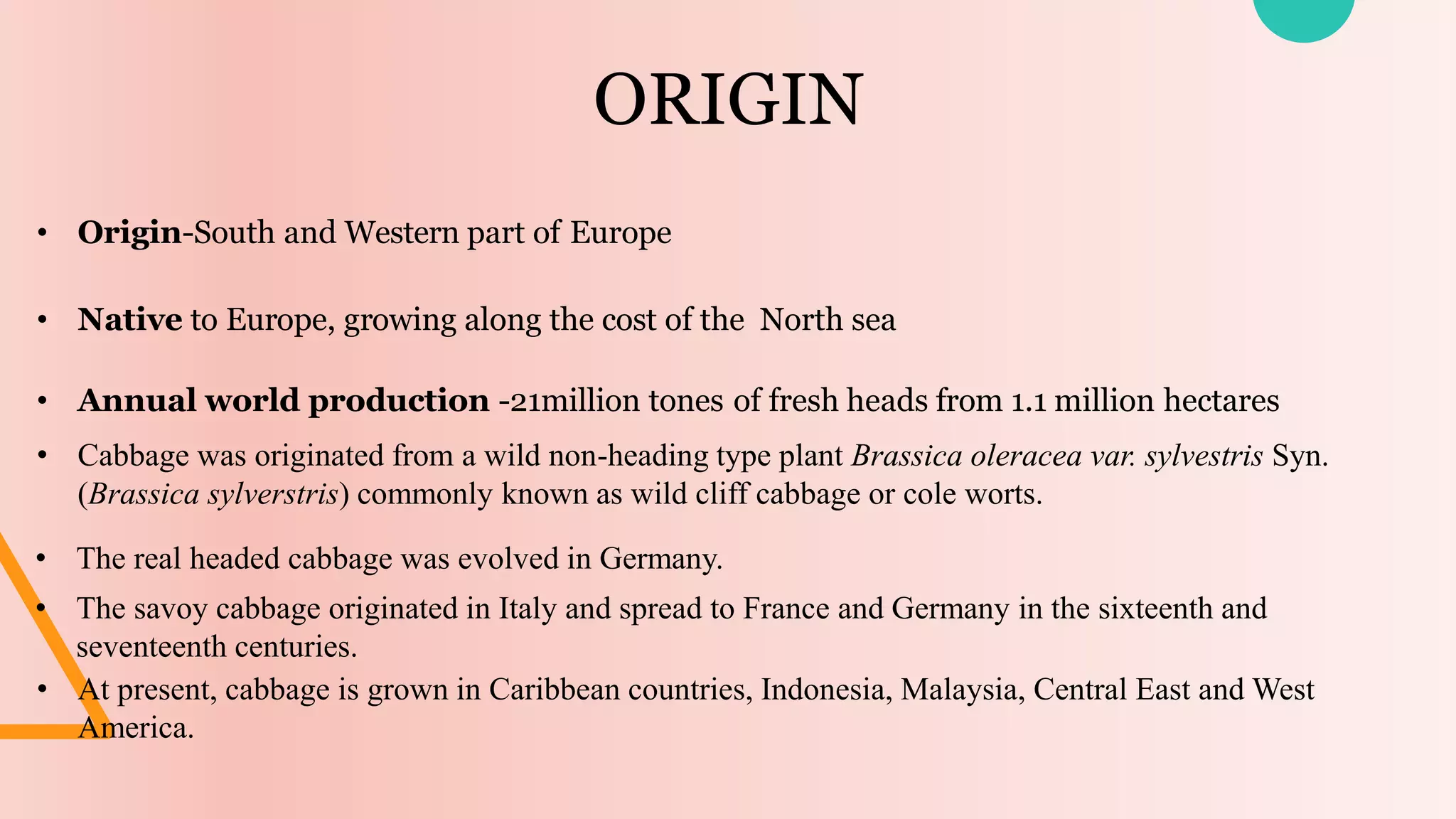 ORIGIN
• Origin-South and Western part of Europe
• Native to Europe, growing along the cost of the North sea
• Annual world production -21million tones of fresh heads from 1.1 million hectares
• Cabbage was originated from a wild non-heading type plant Brassica oleracea var. sylvestris Syn.
(Brassica sylverstris) commonly known as wild cliff cabbage or cole worts.
• The real headed cabbage was evolved in Germany.
• The savoy cabbage originated in Italy and spread to France and Germany in the sixteenth and
seventeenth centuries.
• At present, cabbage is grown in Caribbean countries, Indonesia, Malaysia, Central East and West
America.
 