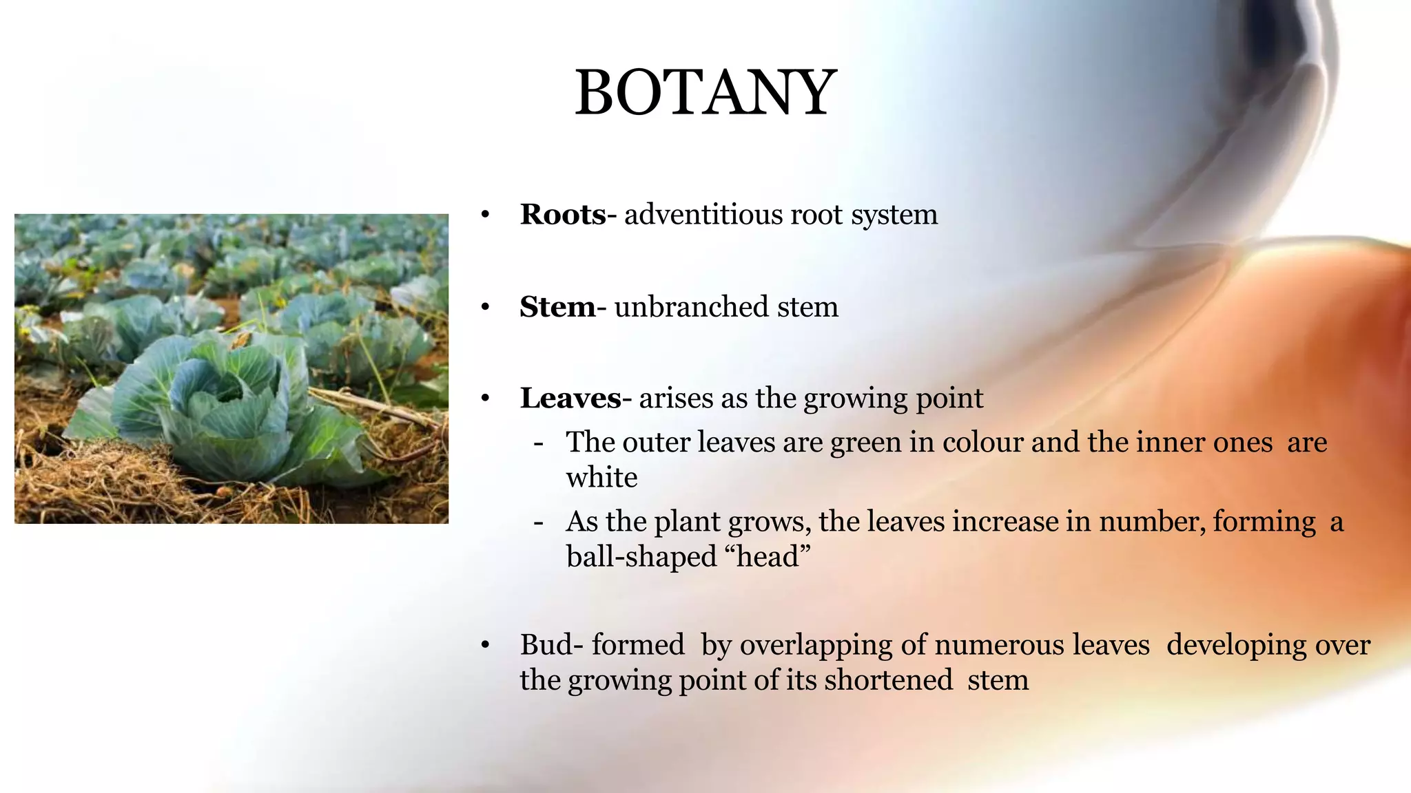 BOTANY
• Roots- adventitious root system
• Stem- unbranched stem
• Leaves- arises as the growing point
- The outer leaves are green in colour and the inner ones are
white
- As the plant grows, the leaves increase in number, forming a
ball-shaped “head”
• Bud- formed by overlapping of numerous leaves developing over
the growing point of its shortened stem
 