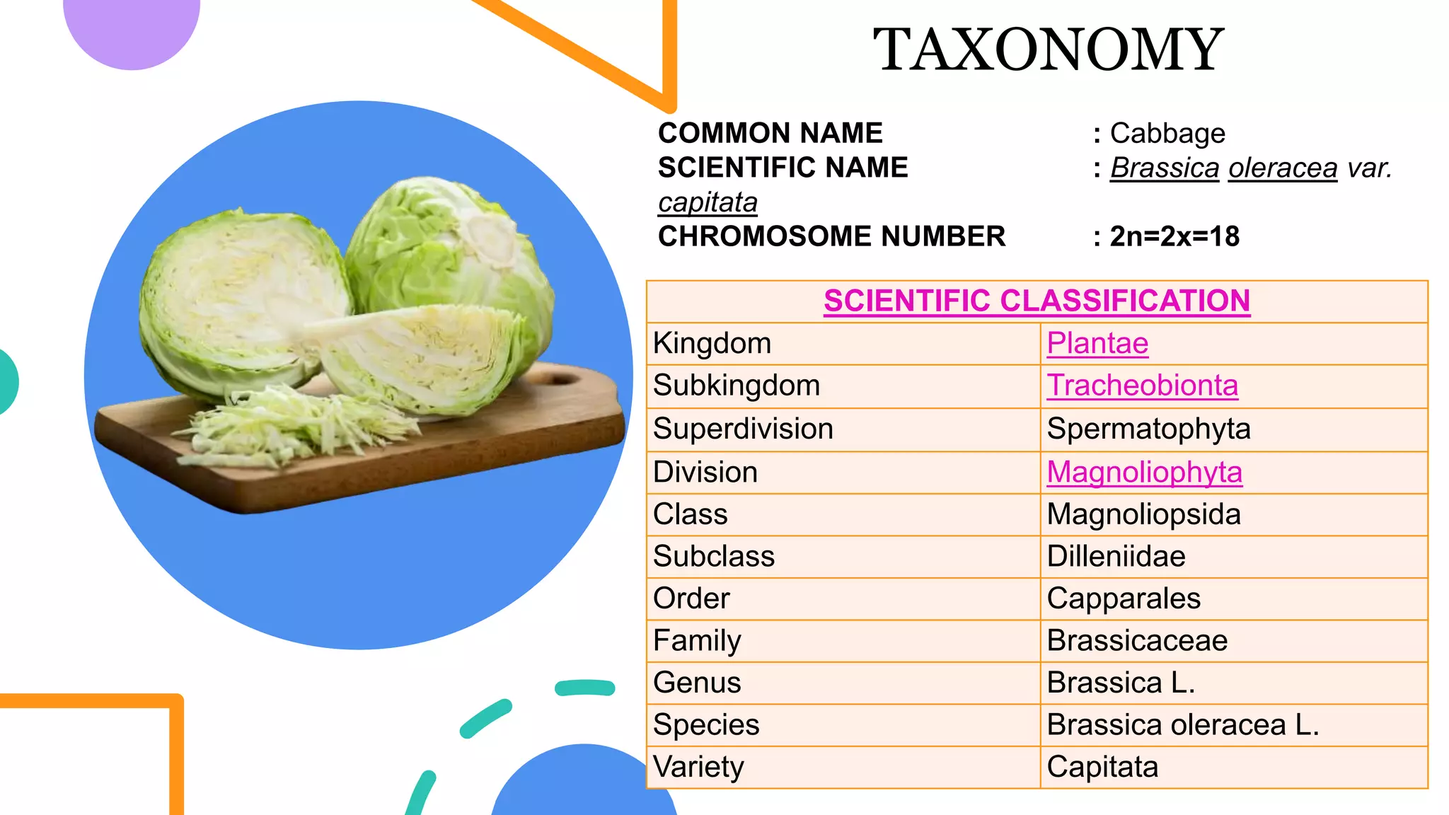 TAXONOMY
COMMON NAME : Cabbage
SCIENTIFIC NAME : Brassica oleracea var.
capitata
CHROMOSOME NUMBER : 2n=2x=18
SCIENTIFIC CLASSIFICATION
Kingdom Plantae
Subkingdom Tracheobionta
Superdivision Spermatophyta
Division Magnoliophyta
Class Magnoliopsida
Subclass Dilleniidae
Order Capparales
Family Brassicaceae
Genus Brassica L.
Species Brassica oleracea L.
Variety Capitata
 