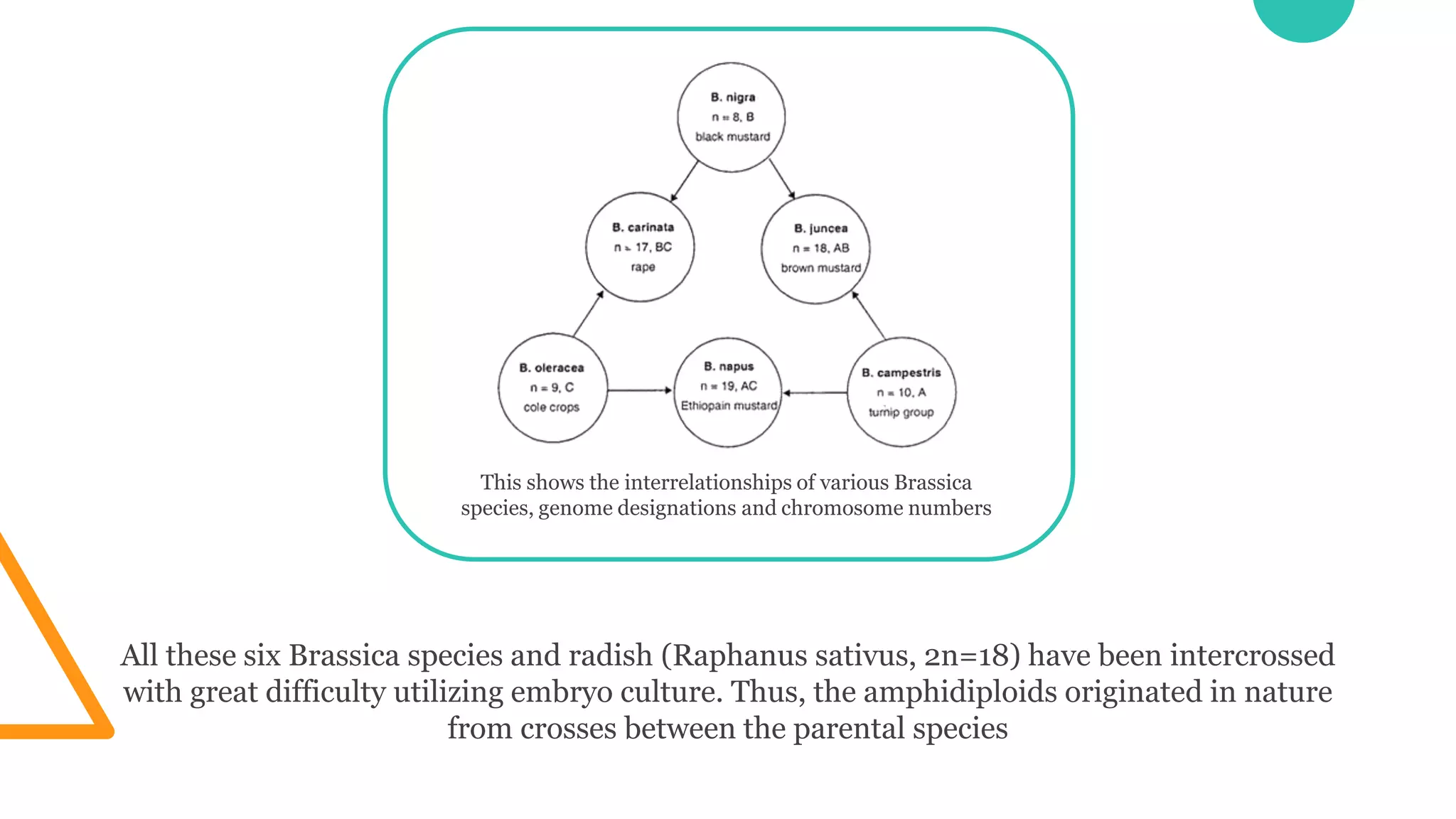 This shows the interrelationships of various Brassica
species, genome designations and chromosome numbers
All these six Brassica species and radish (Raphanus sativus, 2n=18) have been intercrossed
with great difficulty utilizing embryo culture. Thus, the amphidiploids originated in nature
from crosses between the parental species
 