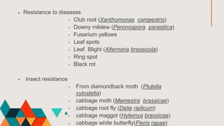  Resistance to diseases
• Club root (Xanthomonas campestris)
• Downy mildew (Peronospora parasitica)
• Fusarium yellows
• Leaf spots
• Leaf Blight (Alternaria brassicola)
• Ring spot
• Black rot
 Insect resistance
• From diamondback moth (Plutella
xylostella)
• cabbage moth (Mamestra brassicae)
• cabbage root fly (Delia radicum)
• cabbage maggot (Hylemya brassicae)
• cabbage white butterfly(Pieris rapae)
 