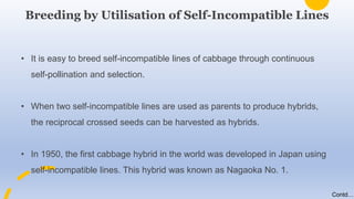 • It is easy to breed self-incompatible lines of cabbage through continuous
self-pollination and selection.
• When two self-incompatible lines are used as parents to produce hybrids,
the reciprocal crossed seeds can be harvested as hybrids.
• In 1950, the first cabbage hybrid in the world was developed in Japan using
self-incompatible lines. This hybrid was known as Nagaoka No. 1.
Breeding by Utilisation of Self-Incompatible Lines
Contd….
 