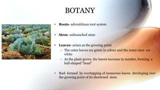 BOTANY
• Roots- adventitious root system
• Stem- unbranched stem
• Leaves- arises as the growing point
- The outer leaves are green in colour and the inner ones are
white
- As the plant grows, the leaves increase in number, forming a
ball-shaped “head”
• Bud- formed by overlapping of numerous leaves developing over
the growing point of its shortened stem
 