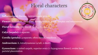 Inflorescence: Raceme, indeterminate growth
Flower: Pedicellate, ebracteate, hermaphrodite, actinomorphic and tetramerous
Floral formula:
Calyx (sepals): 4 separate
Corolla (petals): 4 separate, often clawed, cruciform
Androecium: 6, tetradynamous (4 tall, 2 short)
Gynoecium: 2 united carpels, superior ovary (= hypogynous flower); ovules have
parietal placentation
Floral characters
 