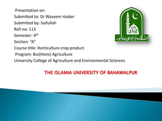 Presentation on:
Submitted to: Dr Waseem Haider
Submitted by: Saifullah
Roll no: 113
Semester: 4th
Section: “A”
Course title: Horticulture crop product
Program: Bsc(Hons) Agriculture
University College of Agriculture and Environmental Sciences
THE ISLAMIA UNIVERSITY OF BAHAWALPUR
 