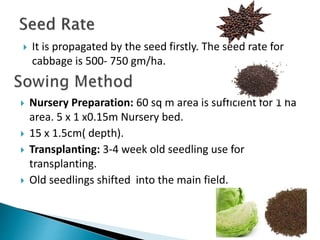 Cabbage Planting Guide.pdf Cabbage | PPTX