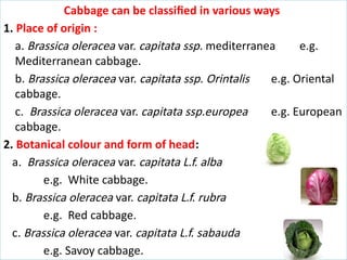 PRODUCTION TECHNOLOGY OF CABBAGE AND SEED PRODUCTION | PPTX