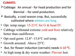 PRODUCTION TECHNOLOGY OF CABBAGE AND SEED PRODUCTION | PPTX