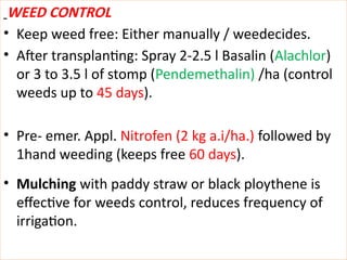 PRODUCTION TECHNOLOGY OF CABBAGE AND SEED PRODUCTION | PPTX