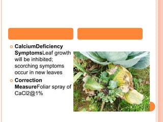 Cabbage physiological disorders By Mr. Allah Dad Khan Provincial ...