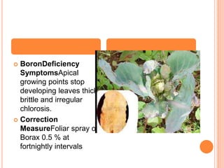 Cabbage physiological disorders By Mr. Allah Dad Khan Provincial ...