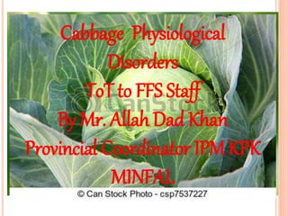 Cabbage physiological disorders By Mr. Allah Dad Khan Provincial ...