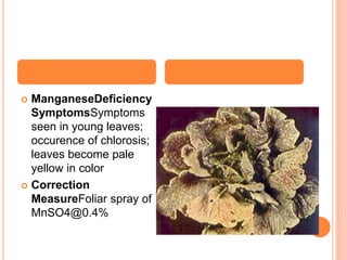 Cabbage physiological disorders By Mr. Allah Dad Khan Provincial ...