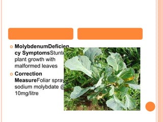 Cabbage physiological disorders By Mr. Allah Dad Khan Provincial ...