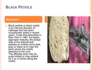 Cabbage physiological disorders By Mr. Allah Dad Khan Provincial ...