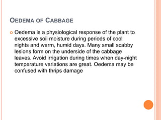 Cabbage physiological disorders By Mr. Allah Dad Khan Provincial ...